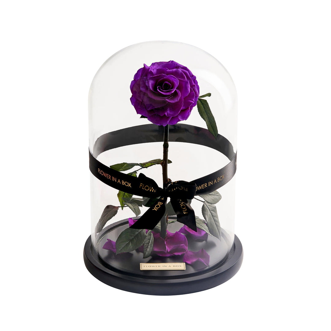 Enchanted Rose - PURPLE