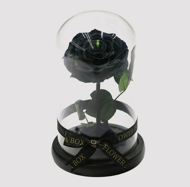 black rose in glass dome