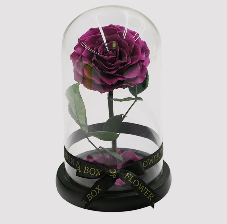 purple rose in glass dome