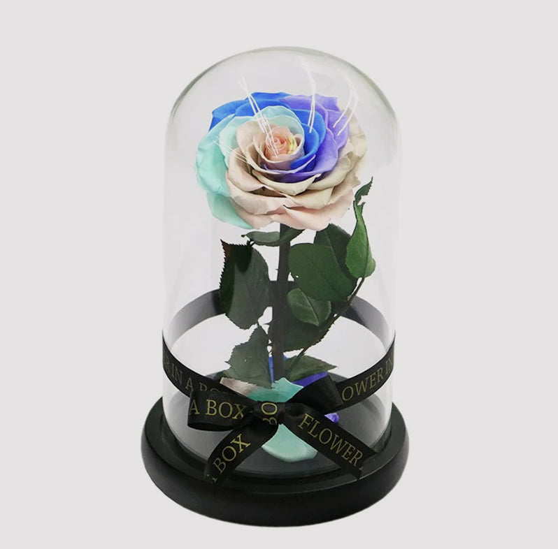 rainbow rose in glass dome
