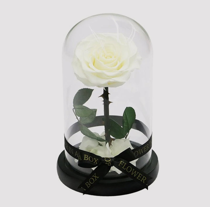 white rose in glass dome