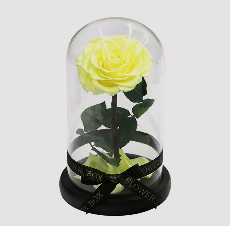 yellow rose in glass dome