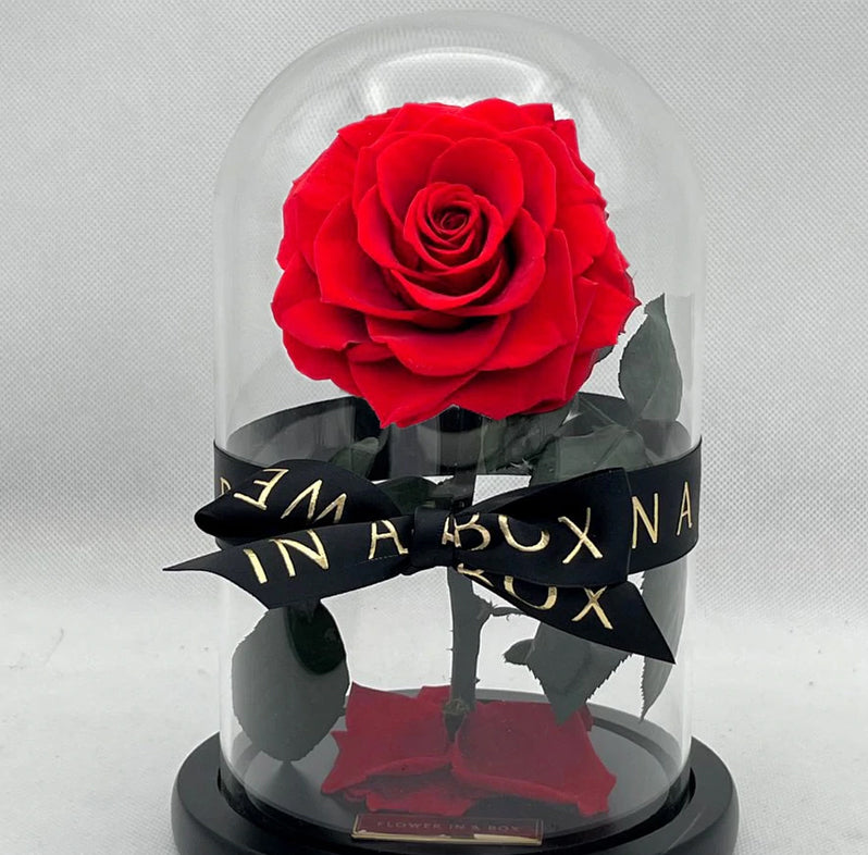 Eternal Roses in a Box & Dome