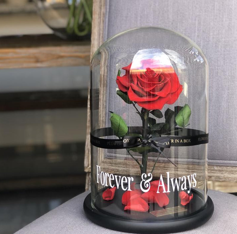 red rose in glass dome