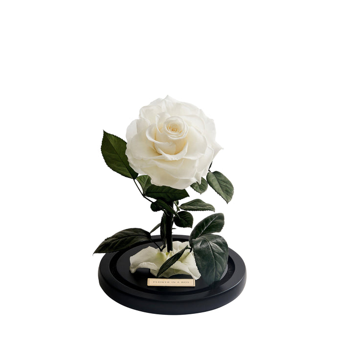 IMPERFECT Enchanted Rose Medium - WHITE