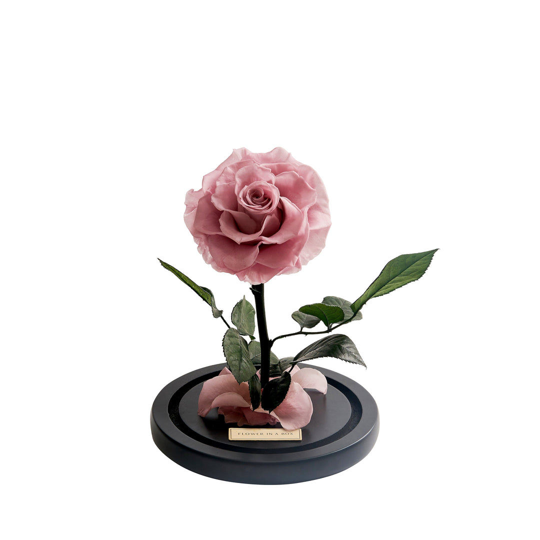 Enchanted Rose Medium - Light Pink