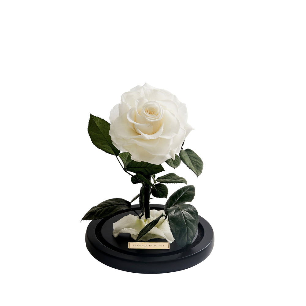 Dome White Roses White Rose In Glass Dome | Preserved Single White Rose – FLOWER IN A BOX