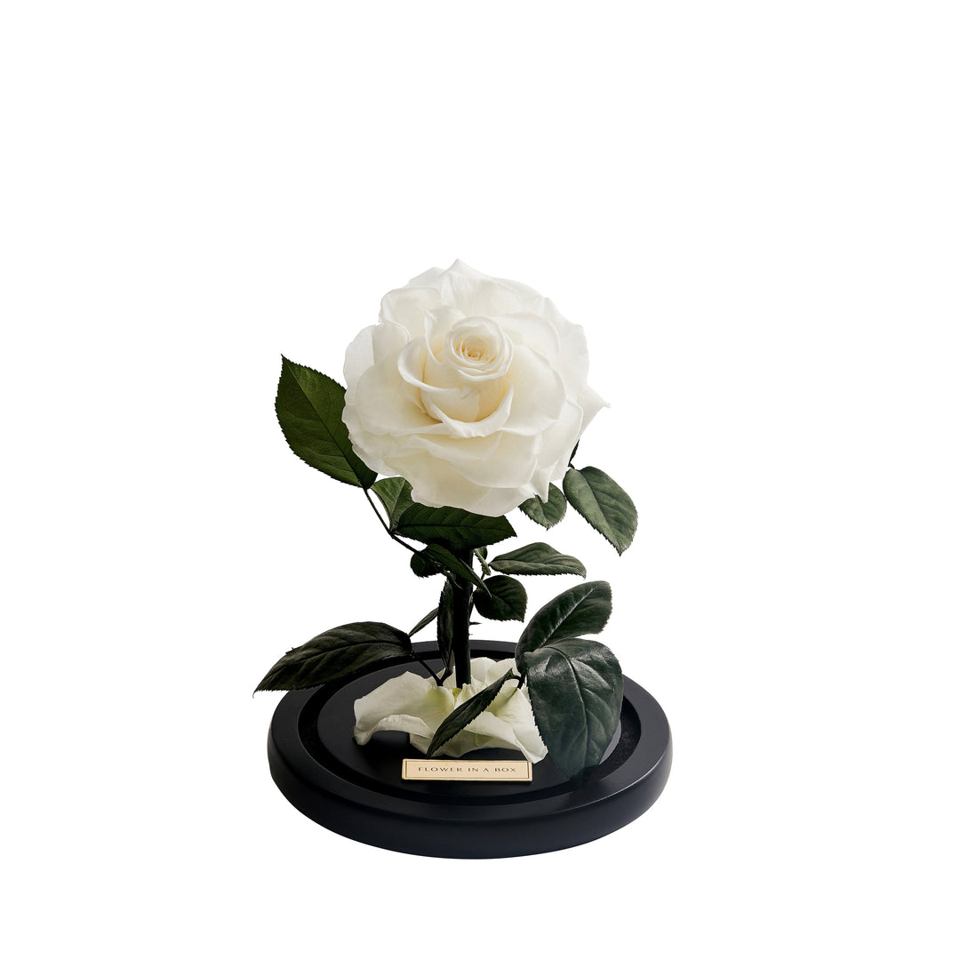 Enchanted Rose Medium - WHITE