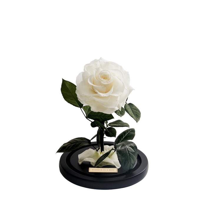 Enchanted Rose Medium - WHITE