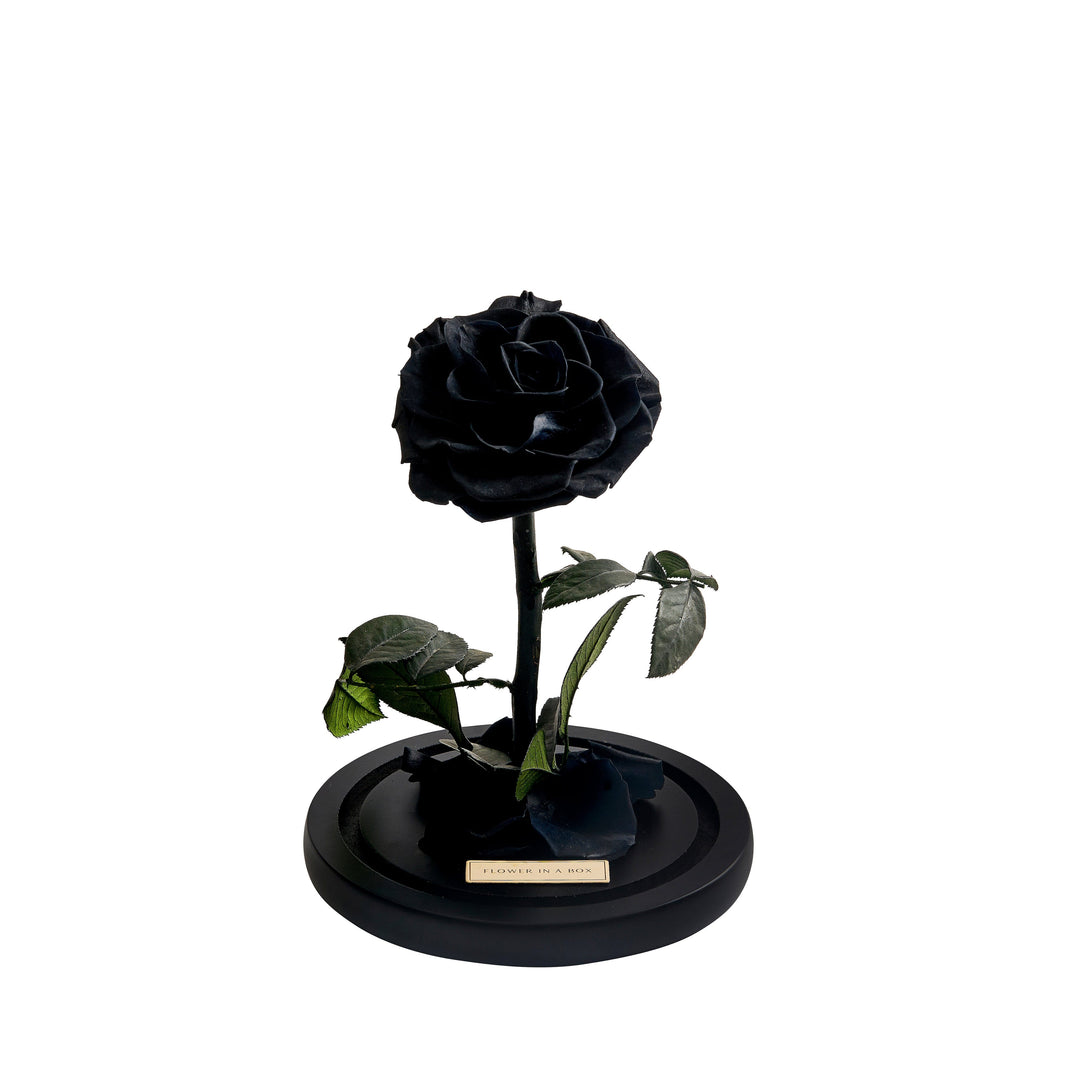 Enchanted Rose Medium - BLACK