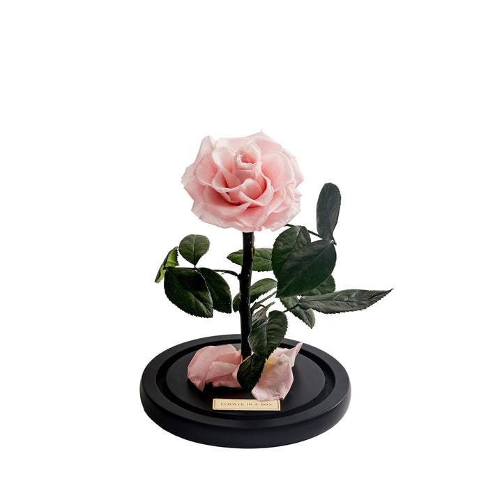 Enchanted Rose Medium - LIGHT PINK