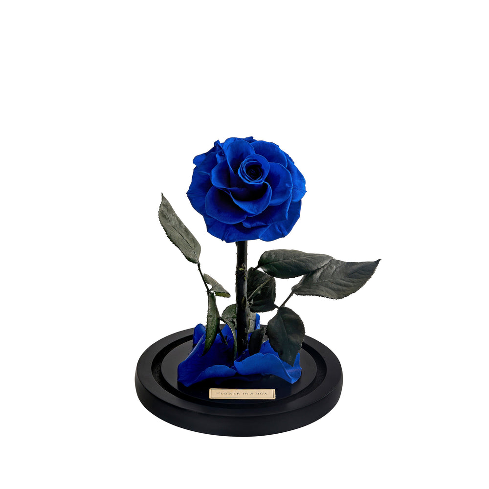 Enchanted Rose Mini - ROYAL BLUE - FLOWER IN A BOX