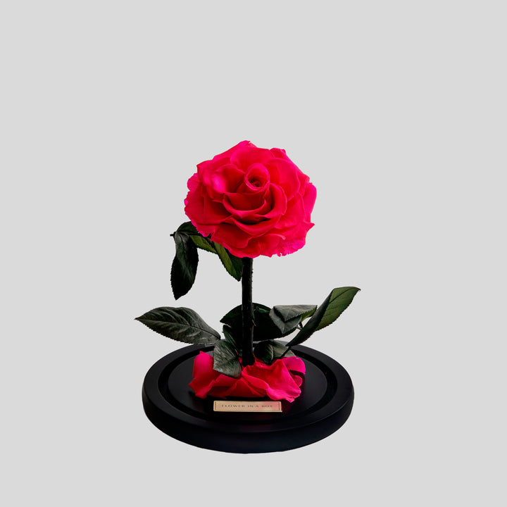 Enchanted Rose Medium - HOT PINK