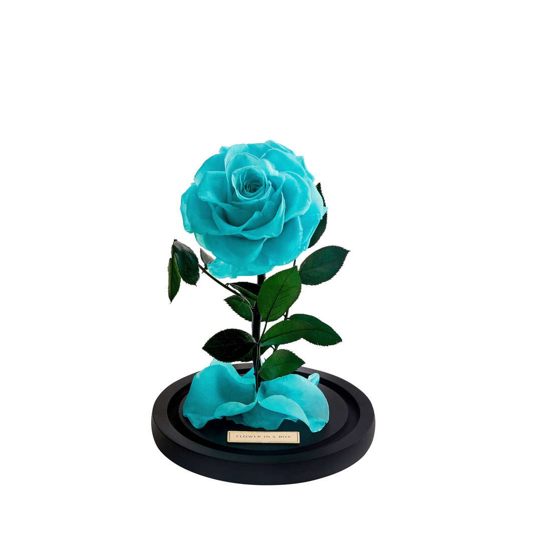 Enchanted Rose Medium - TIFFANY BLUE