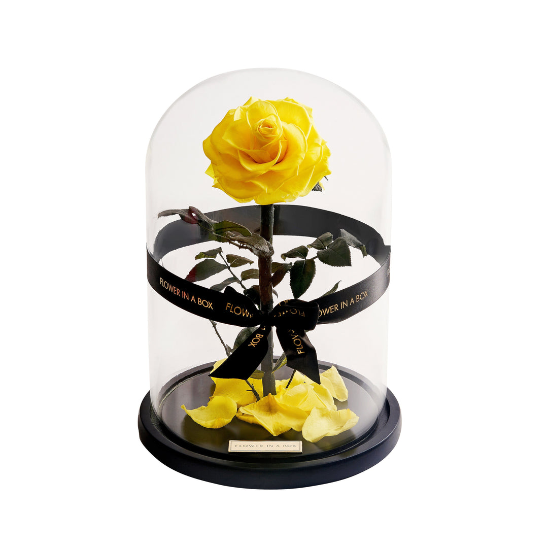 Enchanted Rose - YELLOW