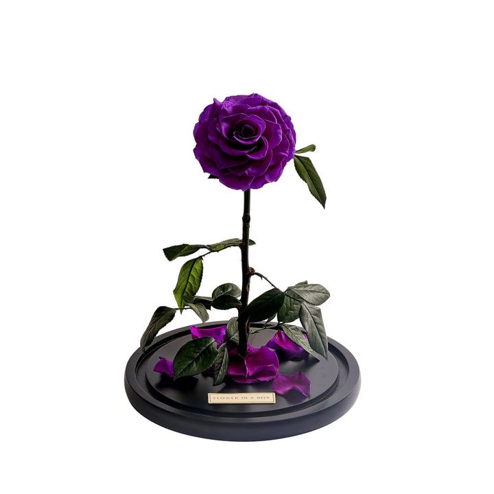 الوردة المسحورة - أرجوانية