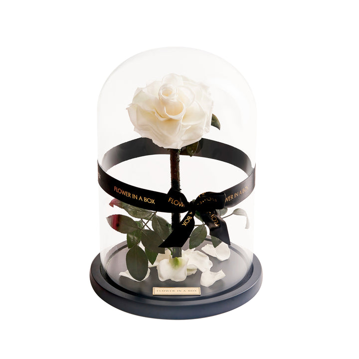 Enchanted Rose - WHITE