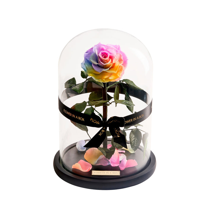 Enchanted Rose - RAINBOW