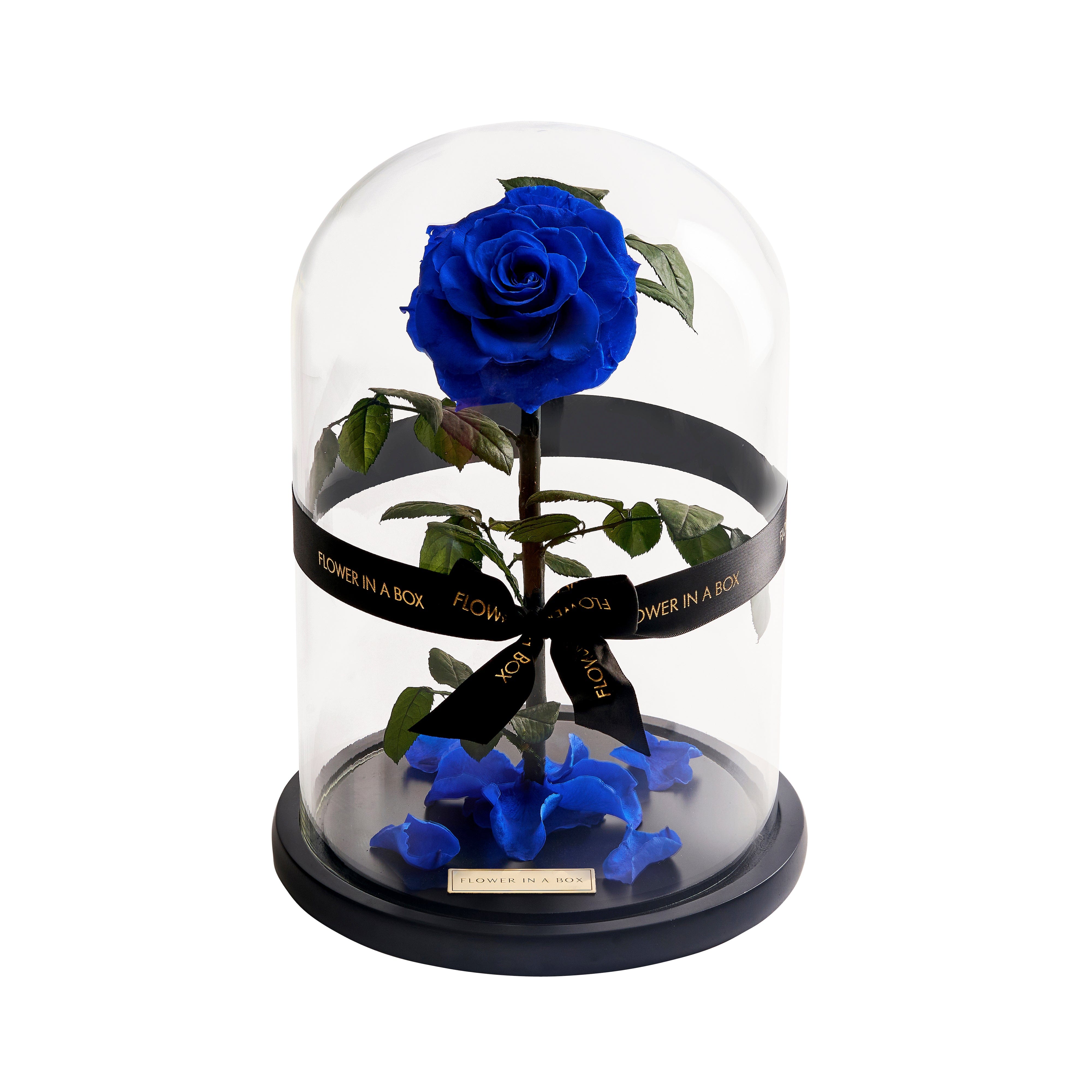 Enchanted Rose - ROYAL BLUE – FLOWER IN A BOX