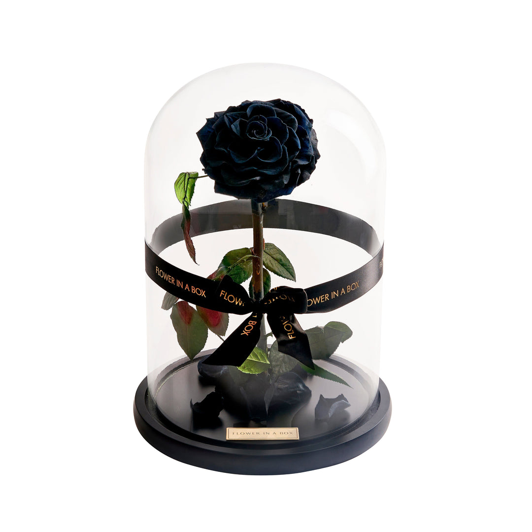 Enchanted Rose - BLACK