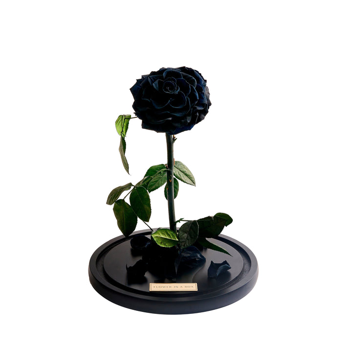 الوردة المسحورة - أسود