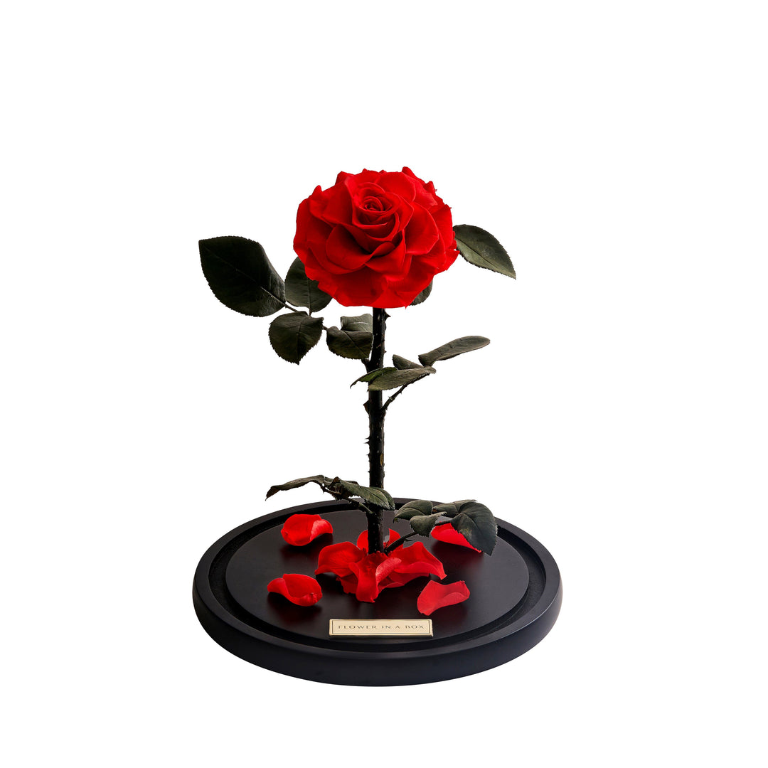 Enchanted Rose - Red | Everlasting Dried Rose – FLOWER IN A BOX