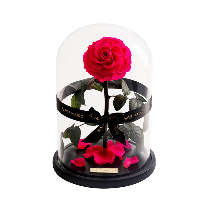 Enchanted Rose - HOT PINK