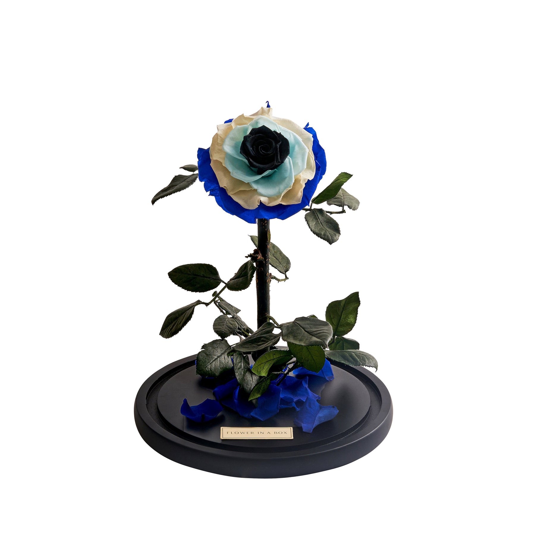Enchanted Rose EVIL EYE FLOWER IN A BOX
