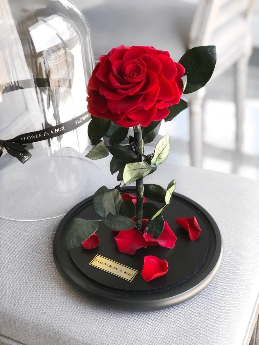 Enchanted Rose - Red | Everlasting Dried Rose – FLOWER IN A BOX