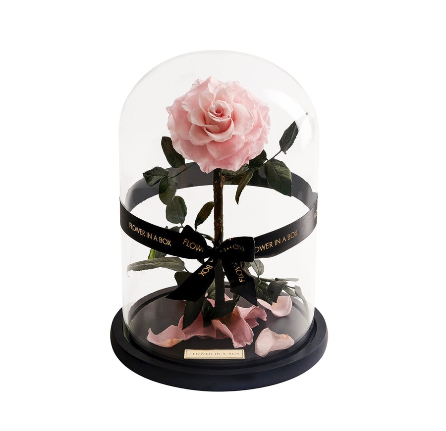 Rose Under A Box Preserved Roses & Luxury Gift Boxes | Flower in a Box – FLOWER IN A BOX