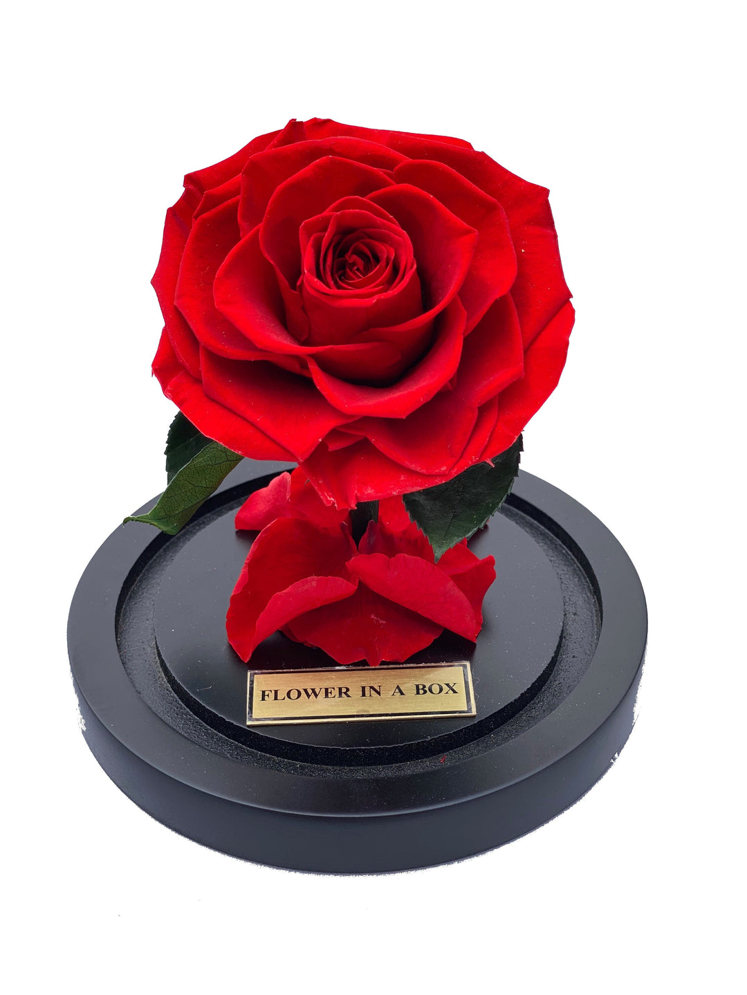Enchanted Rose Tiny - RED - flower in a box